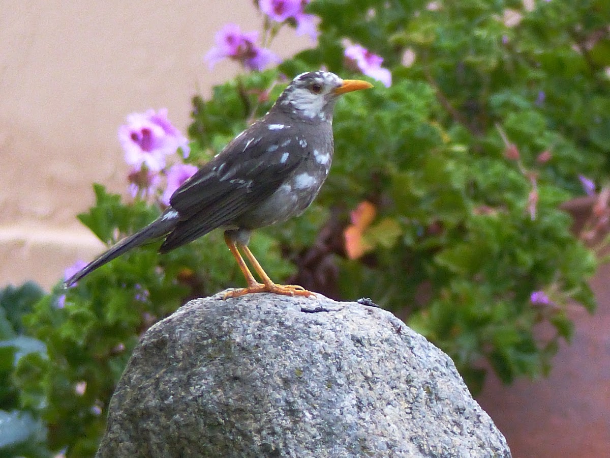 Great Thrush leucistic