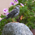 Great Thrush leucistic