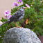 Great Thrush leucistic