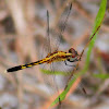 Blue Dasher Dragonfly