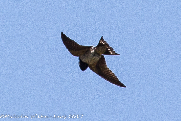 Barn Swallow; Golondrina Común