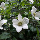 Pacific dogwood