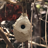 Potter Wasp Nest