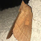 White-dotted Prominent Moth