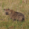 Spotted Hyena