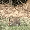 Eastern cotton tail bunny