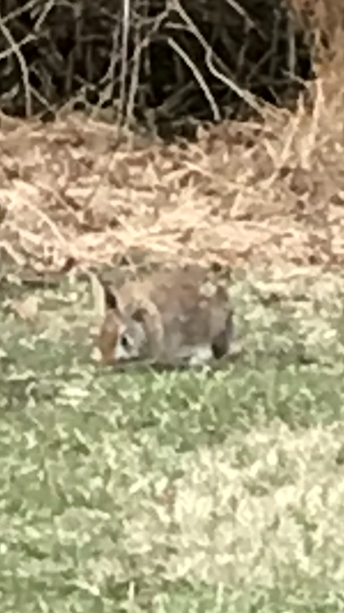 Eastern cotton tail bunny