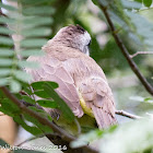 Yellow-vented Bulbul