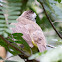 Yellow-vented Bulbul