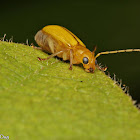 Leaf Beetle