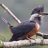 Martim-pescador-grande (Ringed Kingfisher) - Female