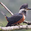 Martim-pescador-grande (Ringed Kingfisher) - Female