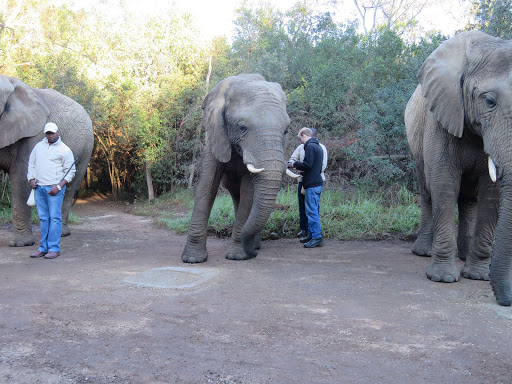 Elephants Rescue & Refuge South Africa 2017