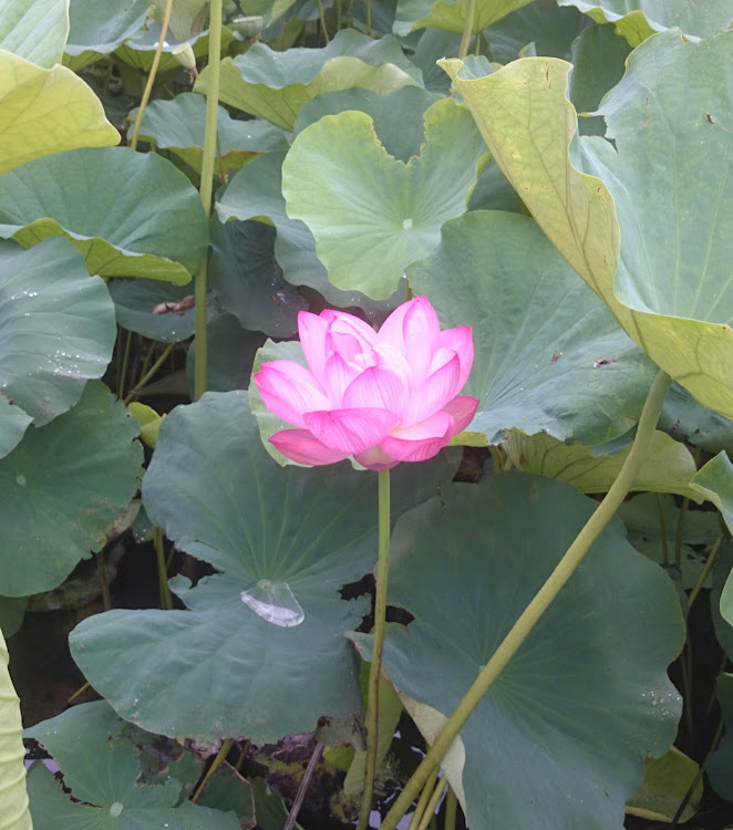 エルグランドの春馬も親に恵まれんかったんねーに関するカスタム事例の投稿画像6枚目