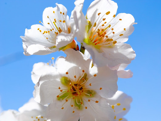 Leggerezza in un giorno di Maggio di ilaria_bruttomesso