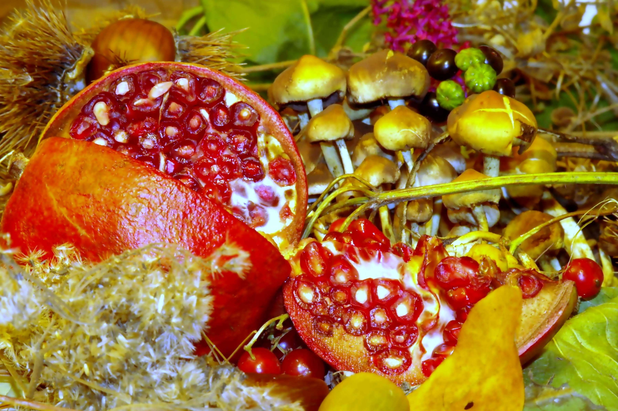 Frutti e fiori di acquario