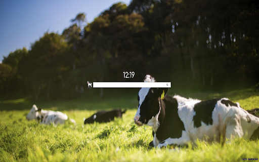 Cows Backgrounds