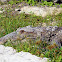 American Crocodile