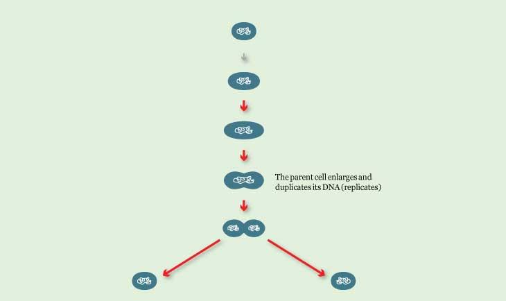 http://www.microbiologyonline.org.uk/themed/sgm/img/cycles/bin-fission/stage-2.jpg