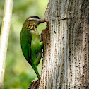 White-cheeked barbet