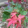 Japanese maple leaf