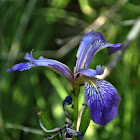 Blue Flag Iris