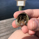 Hermit Crab