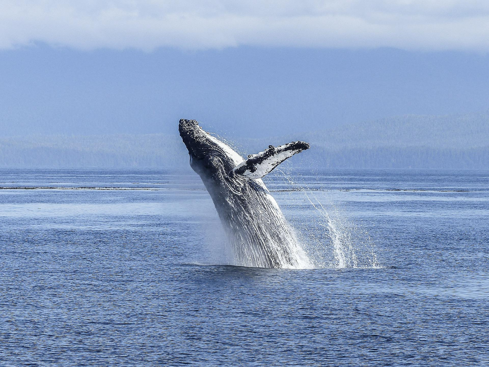 Humpback whales See The Wild