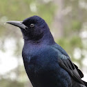 Boat-tailed Grackle