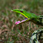 Common Green Vine Snake