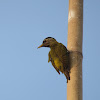 Fulvous-breasted Woodpecker