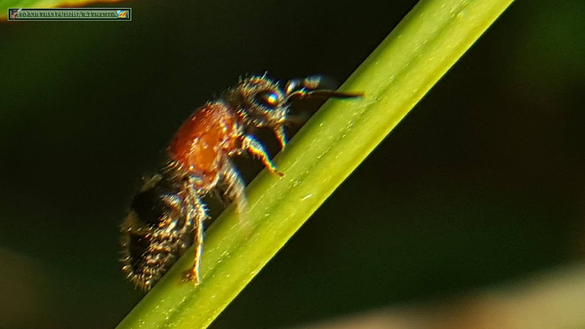 Cow Killers Ant, Velvet Ant.