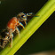 Cow Killers Ant, Velvet Ant.