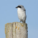 Loggerhead shrike