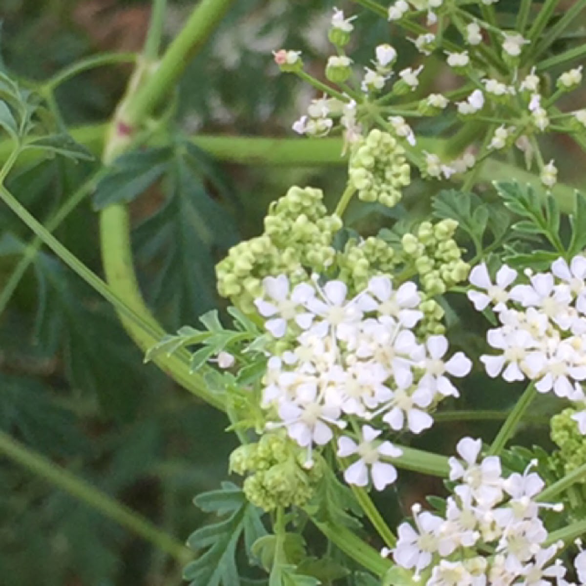 Poison hemlock