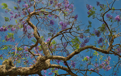 The tree blooms purple flowers