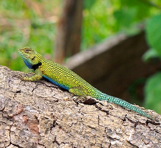 Green Spiny Lizard