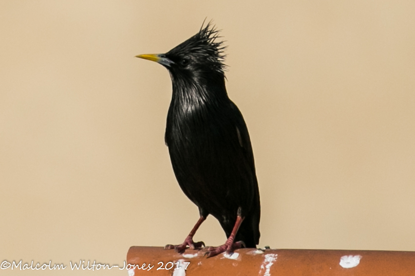 Spotless Starling; Estornino Negro