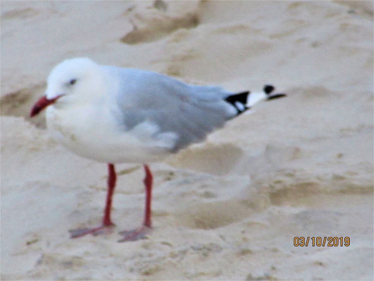 Silver Gull