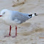 Silver Gull