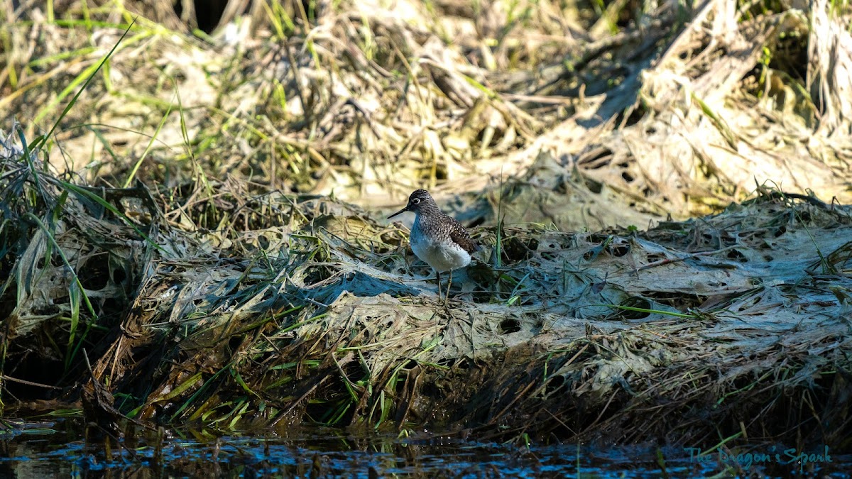 Solitary Sandpiper