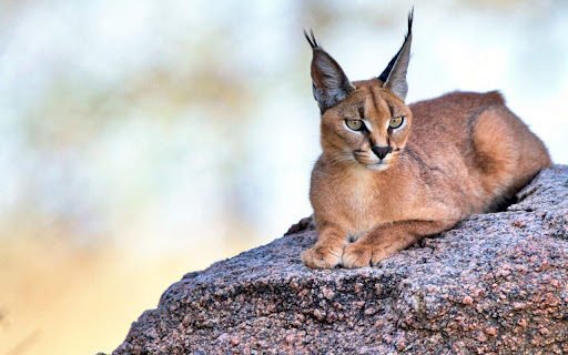 Resting Caracal on a Sunlit Rock in the Wild screenshot 2