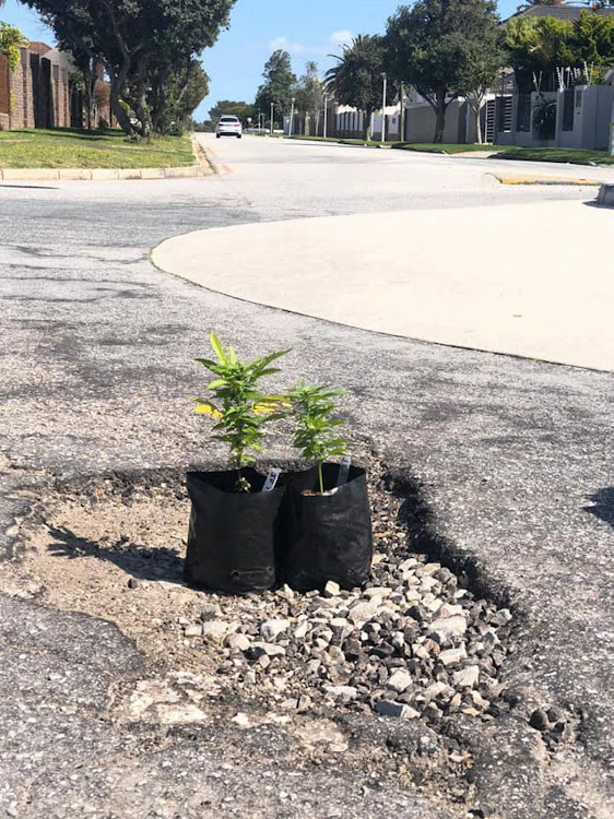 Two pots of pot in a pothole at the intersection of Brighton Drive and 10th Avenue, Summerstrand