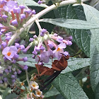 Red Paper Wasp