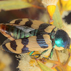 Jewel beetle