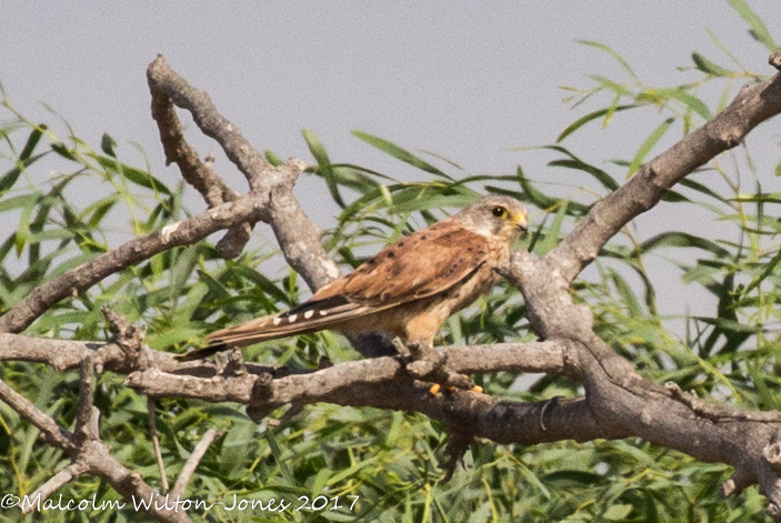 Kestrel