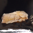 Cup Moth