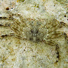 Tidal Spray Crab