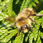 Yellowhead bumblebee