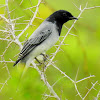 Black-headed cuckooshrike- Male